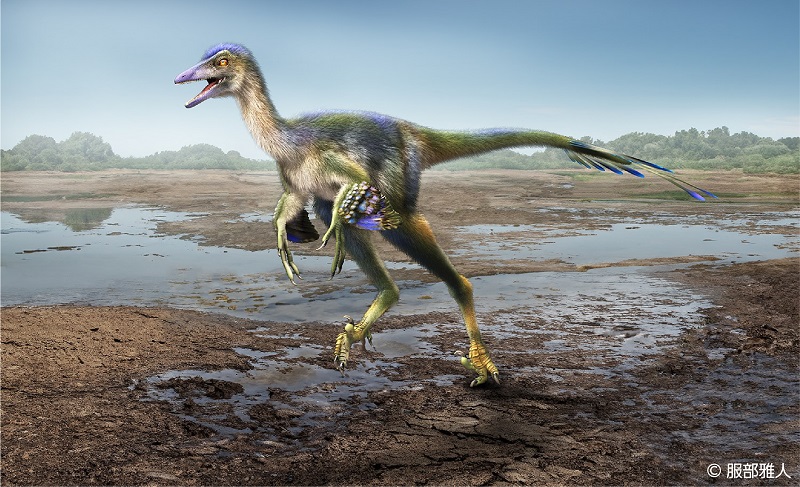 Sasayama Troodon_2b_small.jpg